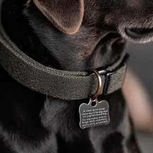 Collar de perro